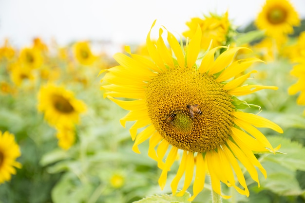 Abeja en flor de sol en la mañana.