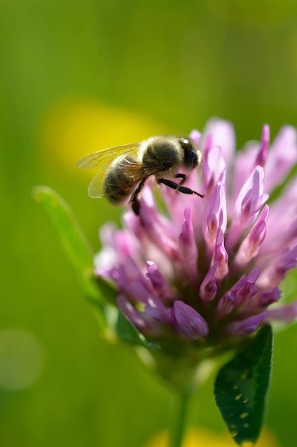 Abeja en una flor de trébol rojo cerrar macro