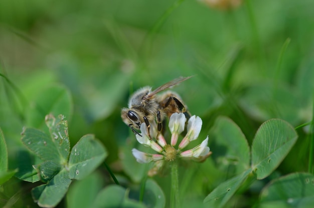 Abeja en una flor de trébol