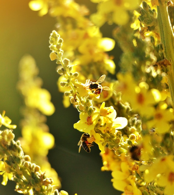 Abeja en flor verano mañana tiro concepto de naturaleza