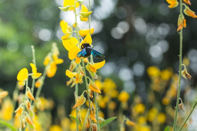 Abeja en flor