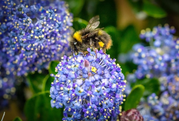 Abeja en una flor