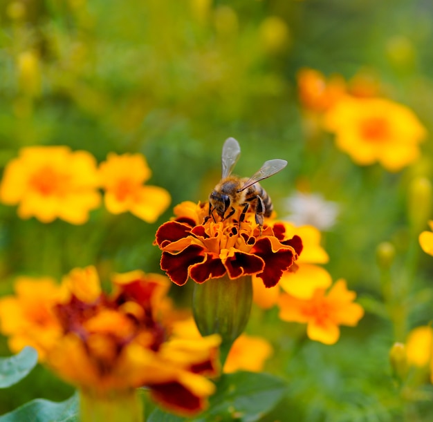 Abeja en flor