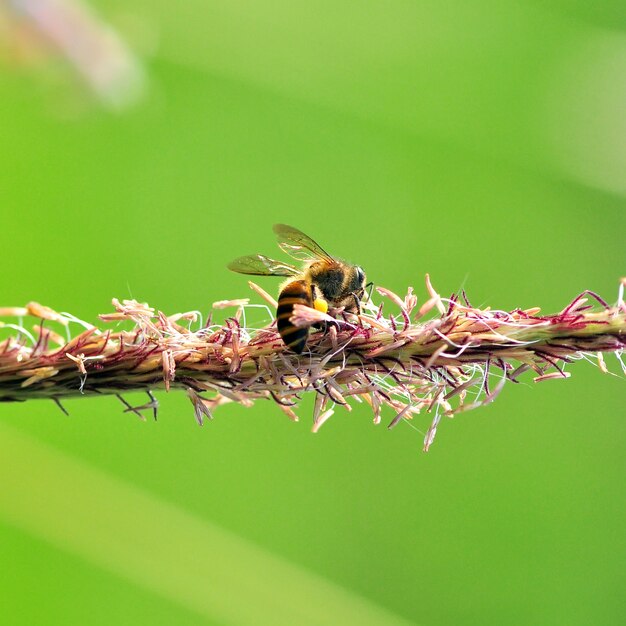 abeja en una flor