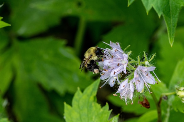 Abeja en una flor