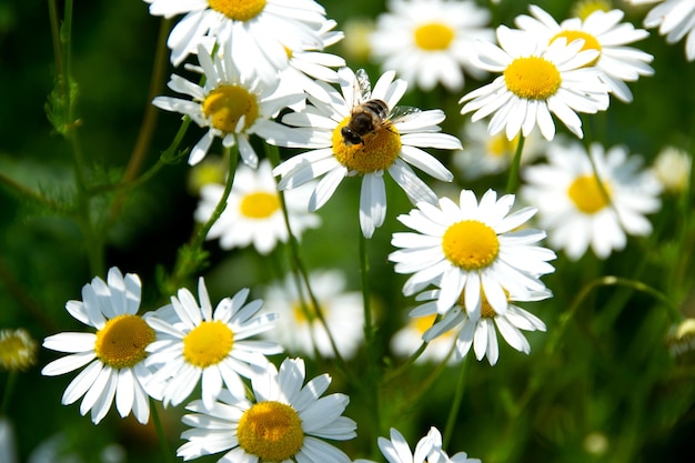 una abeja en una flor