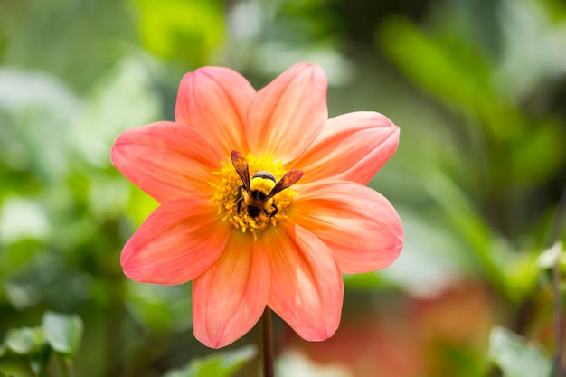 Foto abeja en flor