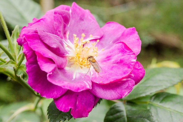 abeja en flor