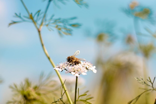 una abeja en una flor