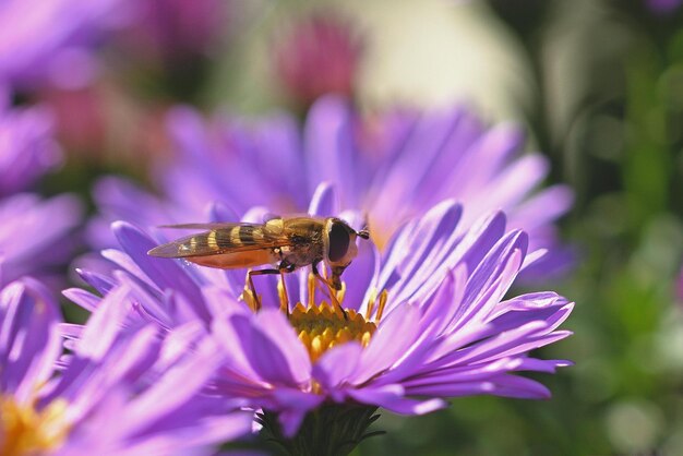 abeja en flor