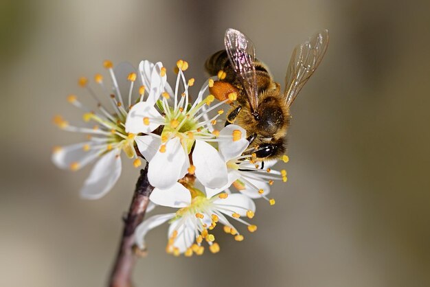 abeja en una flor