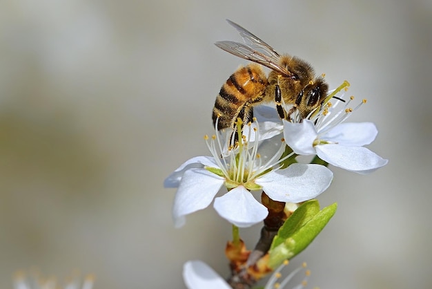 abeja en flor