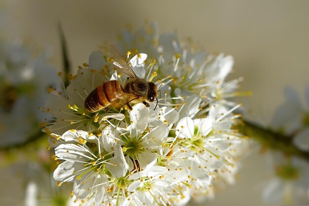 abeja en una flor