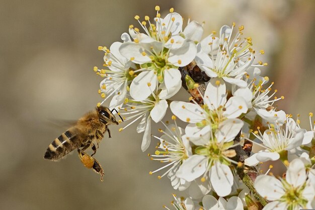 abeja en una flor