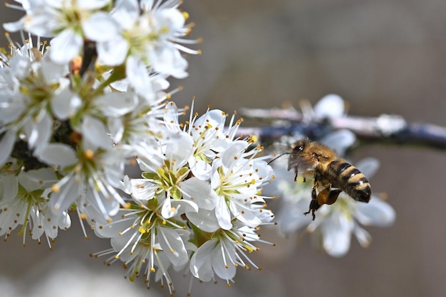 abeja en una flor