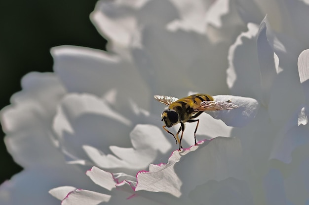 una abeja en una flor