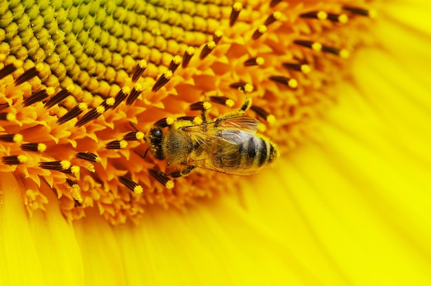 abeja en flor