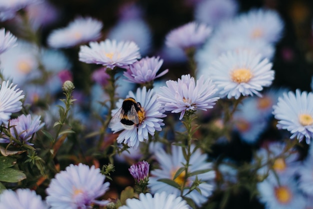 una abeja en una flor