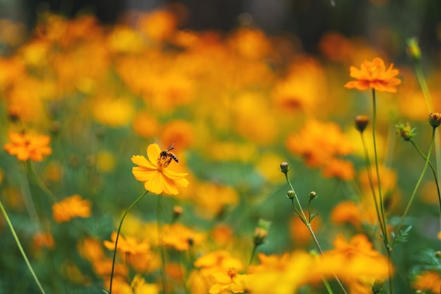 Abeja en flores amarillas del cosmos en el jardín