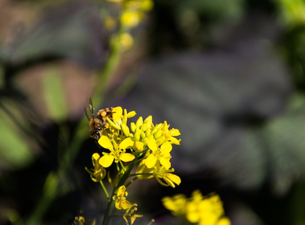 Una abeja en las flores amarillas de mostaza en el huerto