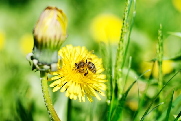 Abeja y flores amarillas sobre hierba verde