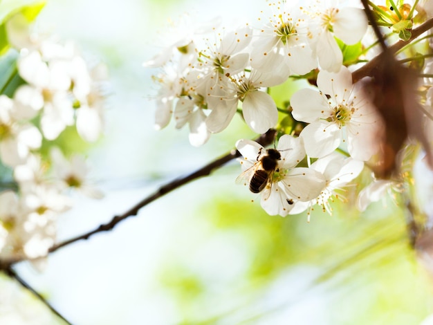 Abeja y flores blancas de primavera