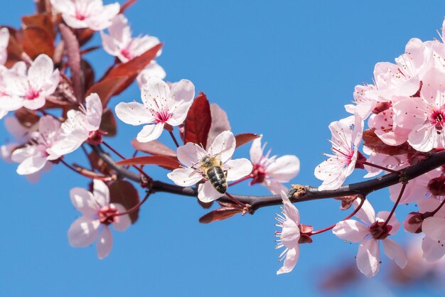 Abeja en flores de cerezo rosa Fondo floral de primavera en un cielo azul Flores de cerezo floreciendo