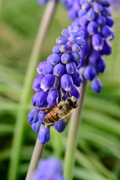 Abeja en flores en primavera