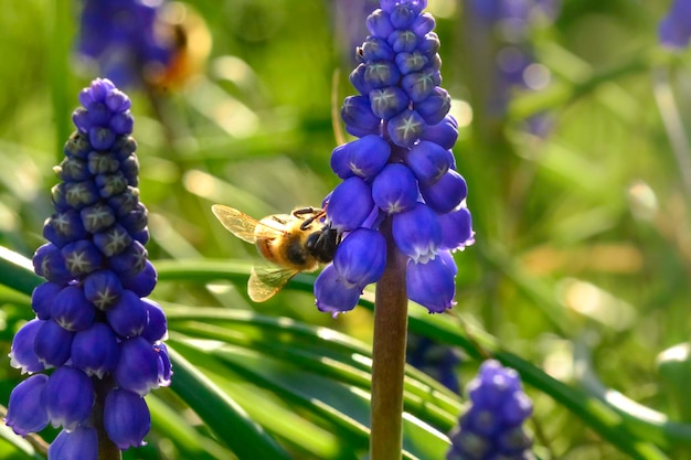 Abeja en flores en primavera