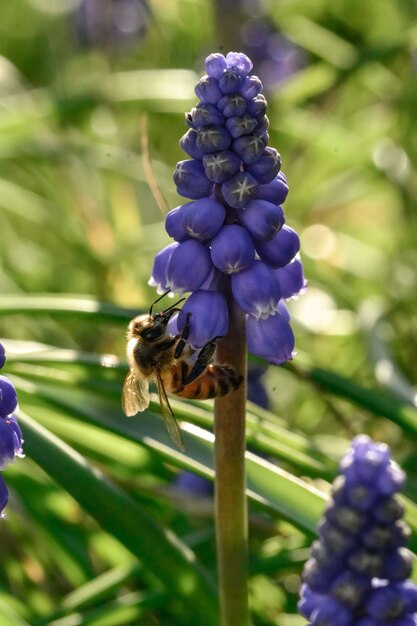 Abeja en flores en primavera