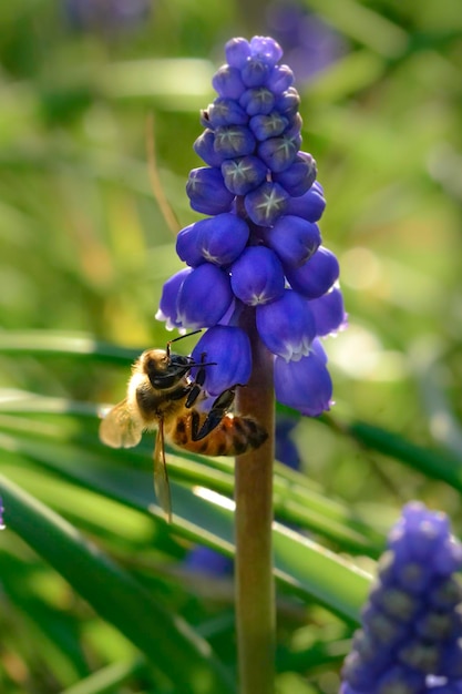 Abeja en flores en primavera