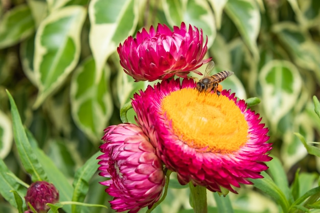 Foto abeja en flores rosadas y amarillas o bracteatum de helichrysum en jardín.