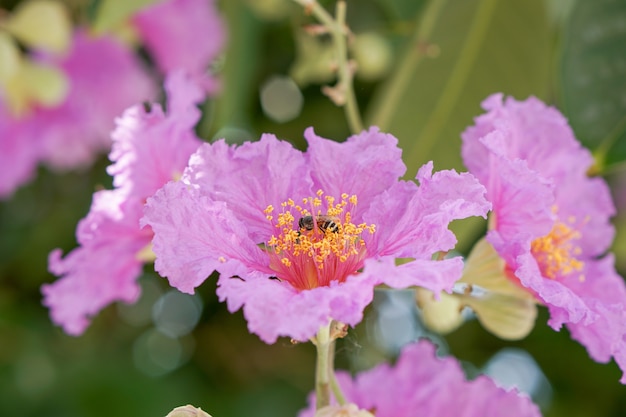 Una abeja en flores rosadas y púrpuras