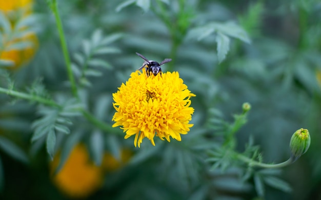 Abeja en flores