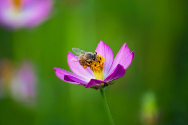 Foto abeja en un fondo verde de flor rosada