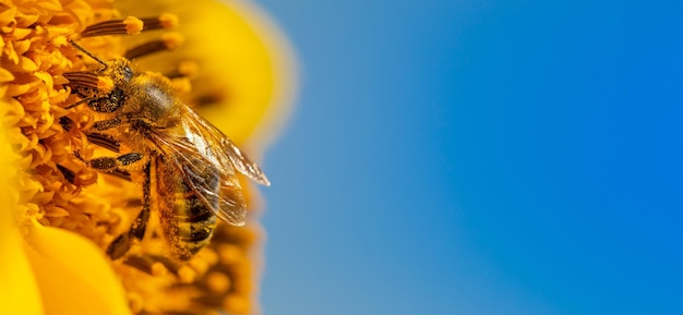 Abeja y girasol enfoque selectivo Macro closeup