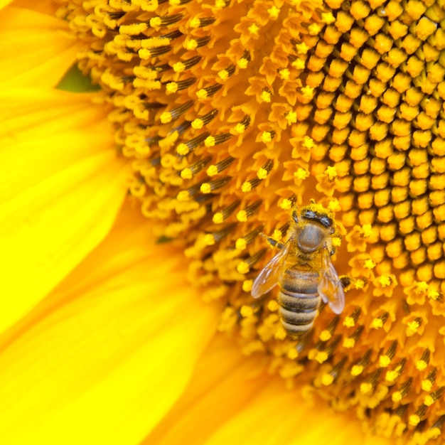 Abeja, en, girasol