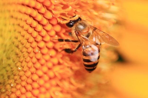 Abeja y girasol