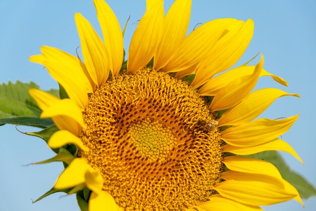 Foto abeja en un girasol