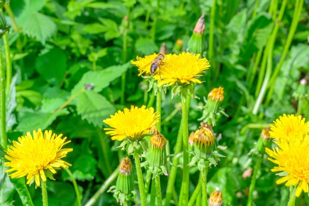 La abeja Glade de dientes de león de pradera fresca en un día soleado de primavera Dientes de león florecientes Excelente fondo para la expresión del estado de ánimo primaveral