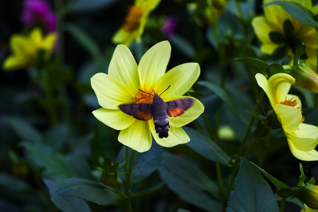 Abeja grande volando sobre la cabeza de la flor, planta. Insectos vida salvaje.