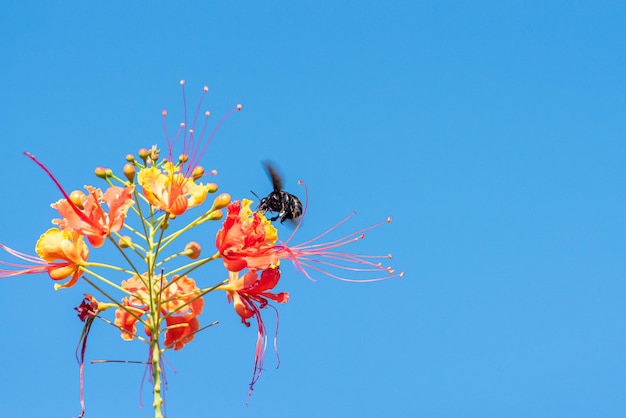 Abeja hermosa abeja mamangava polinizando hermosas flores en verano en Brasil enfoque selectivo de luz natural