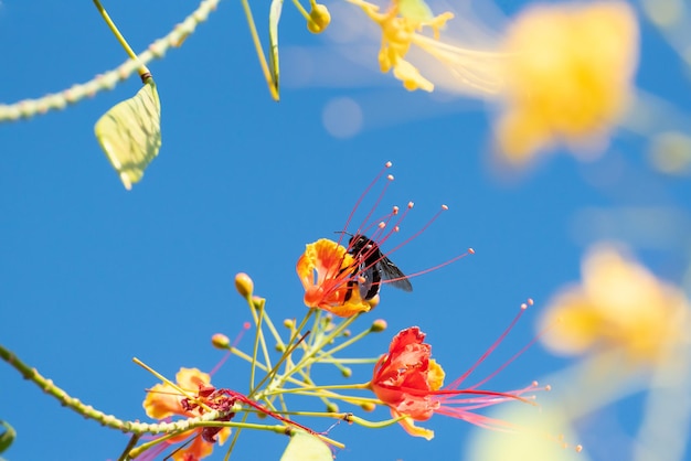 Abeja hermosa abeja mamangava polinizando hermosas flores en verano en Brasil enfoque selectivo de luz natural