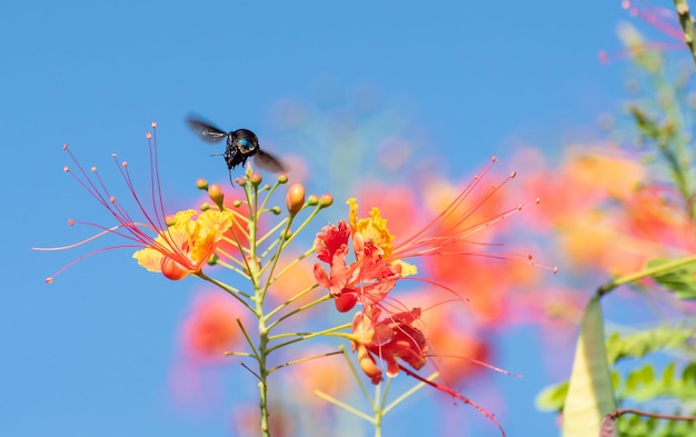 Abeja hermosa abeja mamangava polinizando hermosas flores en verano en Brasil enfoque selectivo de luz natural