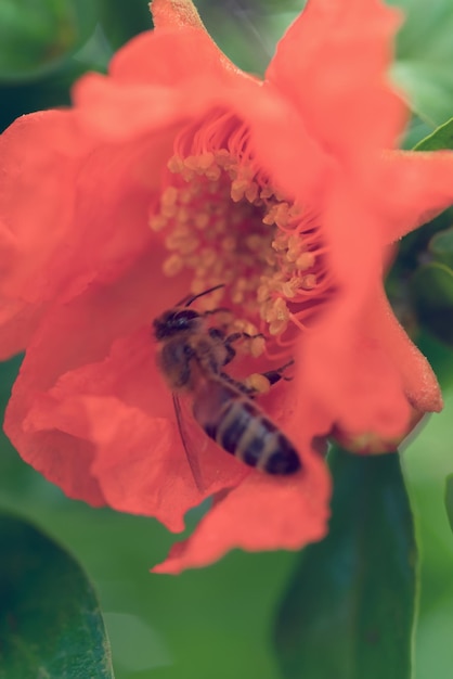 Foto abeja en una hermosa flor roja