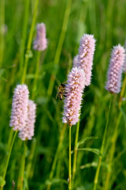 Abeja de imagen macro en flor rosa