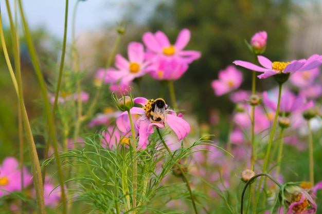 Abeja en el jardín sobre una flor