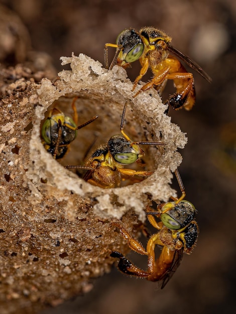 Abeja Jatai adulta