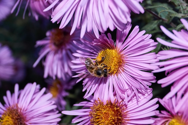 La abeja (lat. Anthophila) recolecta néctar y polen de las flores del aster perenne. Otoño