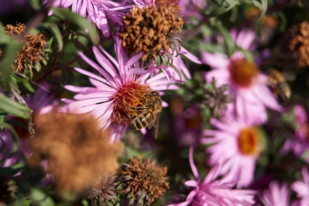 La abeja lat Anthophila recolecta el néctar y el polen de las flores del aster perenne.